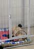欢宠网伊丽莎白圈猫宠物狗猫咪狗狗绝育软项圈头套脖套防舔防咬脖圈耻辱 实拍图