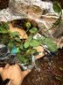 果汁阳台月季花苗四季开花卉盆栽绿植物室内花易活玫瑰带花苞庭院 艾莎【大花浓香，月月开分枝多】 【带花苞】【盆口径15cm】原盆冠25高35 实拍图