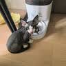 霍曼（Homerun）Real智能自动喂食器猫粮定时猫猫咪自动投食机PF20（不锈钢碗） 实拍图