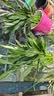 年宵花【热销款】白掌一帆风顺盆栽水培植物绿植过年装饰摆件年货 特级白掌10-12株带花【基地原盆原土】 实拍图