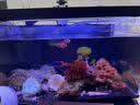 当贝智能鱼缸海绵宝宝造景套餐 实拍图