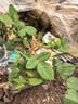 果汁阳台月季花苗四季开花卉盆栽绿植物室内花易活玫瑰带花苞庭院 艾莎【大花浓香，月月开分枝多】 【带花苞】【盆口径15cm】原盆冠25高35 实拍图