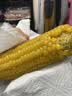 京鲜生 东北黄玉米260g*10棒 真空包装黏玉米棒粘玉米 源头直发 实拍图