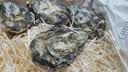 吉娜朵鲜活法国进口活体生蚝12只N0/N1/N4 生鲜牡蛎 即食刺身 源头直发 12N4 实拍图