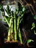沭之美富贵竹水培客厅绿植招财旺宅花卉植物水养常青竹子文昌竹源头直发 实拍图