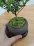 八芽 小叶赤楠盆景摆件室内绿植花卉盆栽老桩客厅办公室桌面好养植物 （【热销款】舍得紫砂盆赤楠+苔藓+底座） 实拍图