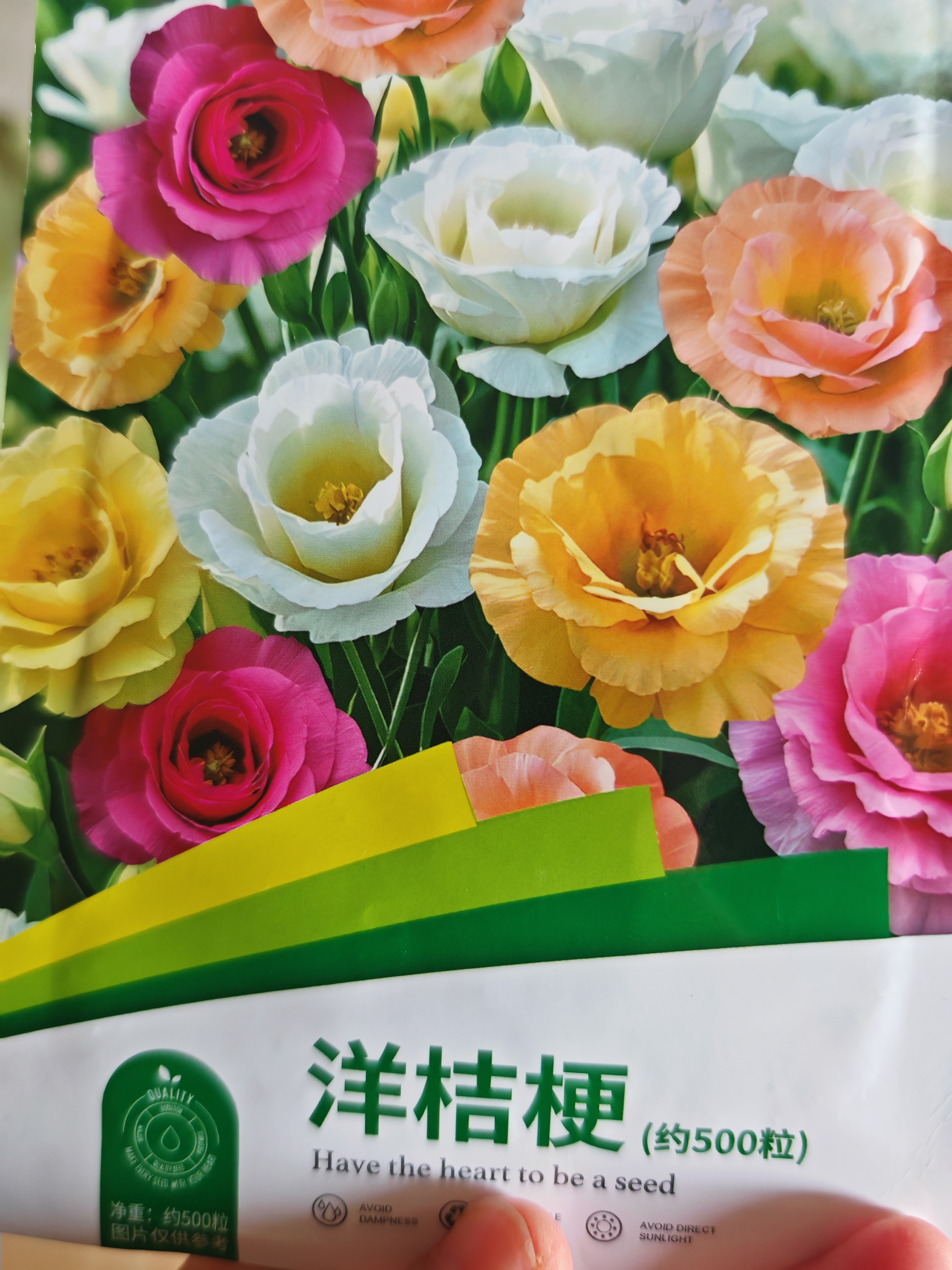 花沃里洋桔梗花种子500粒花卉种子家庭盆栽阳台庭院四季阳台盆栽 实拍图
