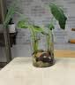 【东东农场专供】新鲜牛奶芋头现挖毛芋头香嫩爽滑奶油芋头小香芋 奶白芋头 1斤（尝鲜装） 带箱 中大果 实拍图