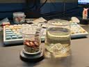 富光泡茶杯茶水分离高硼硅玻璃公道杯男士办公室喝茶耐高温花茶水杯子 实拍图