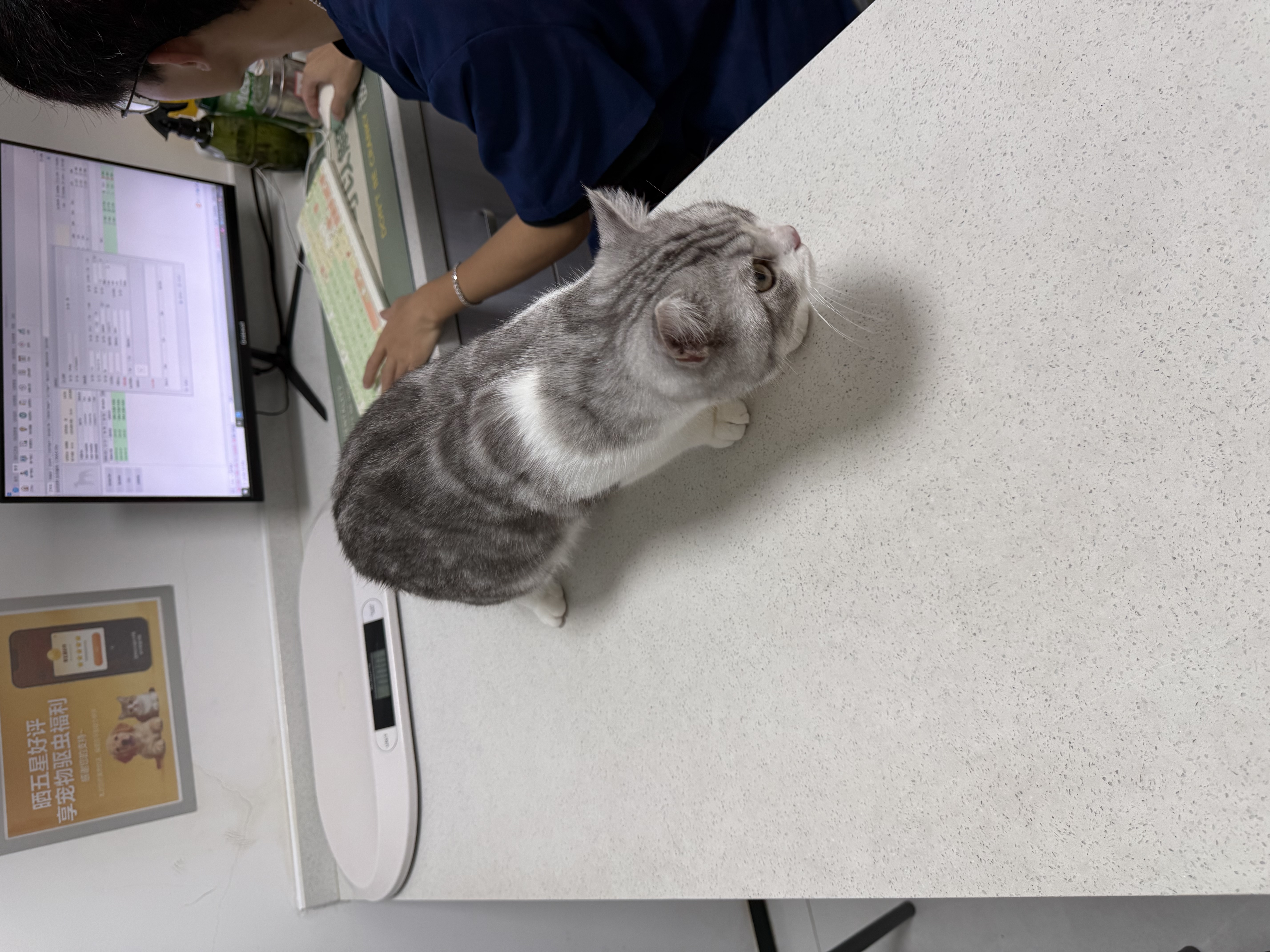 petshy木薯豆腐混合猫砂植物除臭低尘10kg京东自营樱花猫砂 可冲厕所 实拍图