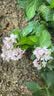 花翁绣球花苗无尽夏大花幸运八仙花阳台室内庭院花卉盆栽植物源头直发 实拍图