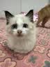 pidan猫砂 豆腐膨润土70%:30%混合1.9kg 实拍图