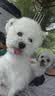 豆柴（docile）中/大型犬全价狗粮成年犬粮小型犬益生菌低敏配方15kg/30斤 实拍图