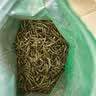三隐绿茶 2026新茶特级雀舌明前春茶贵州 明前嫩芽茶叶袋装250g 实拍图