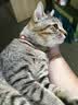 LEGENDSANDY蓝氏猎鸟乳鸽生骨肉冻干猫粮 全价成猫幼猫猫粮1.5kg 实拍图