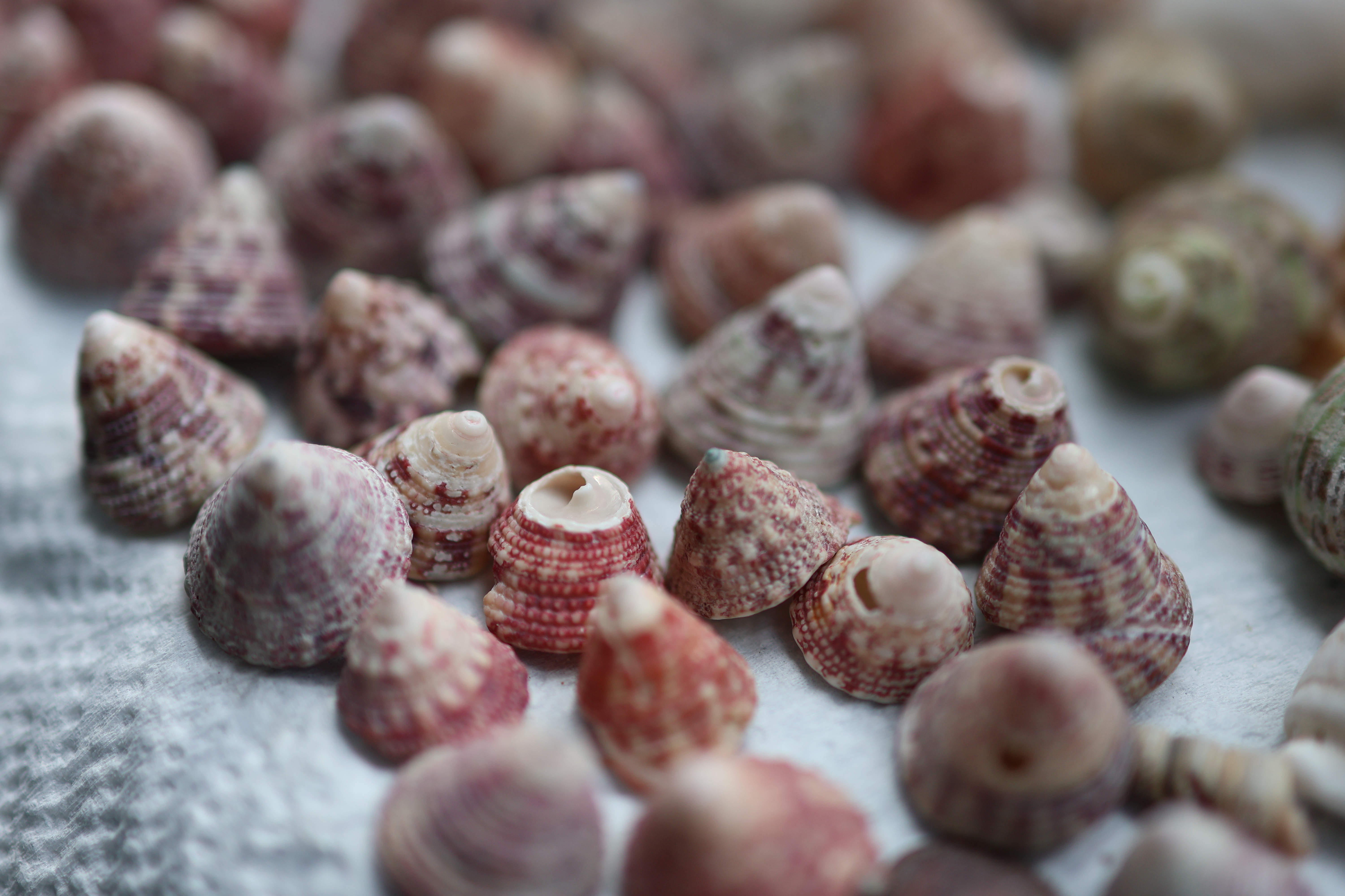 佳能（Canon）RF 35mm F1.8 MACRO IS STM 滤镜防护套装 实拍图