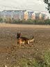 皇家狗粮 成犬狗粮 犬粮 宠物大型犬 GR26全价犬粮≥15月15KG 实拍图