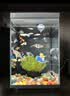 疯狂水草天然贝壳海螺适配小米鱼缸造景水族箱全套布景海星装饰生态摆件 溪流缸造景套餐（适合20-30cm鱼缸） 实拍图