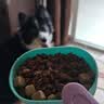 伯纳天纯鸭肉梨冻干三拼全价狗粮中大型犬小型犬成年犬粮 20kg囤货装 实拍图