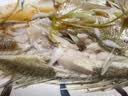 1号会员店（One's Member）零添加保水剂白蕉三去海鲈鱼 净重1000g(500g*2) 海鲜水产鱼类  实拍图