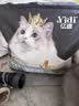 亿迪猫粮冻干幼猫成猫10斤全价英短蓝猫布偶老年猫国产通用全阶段5kg 实拍图