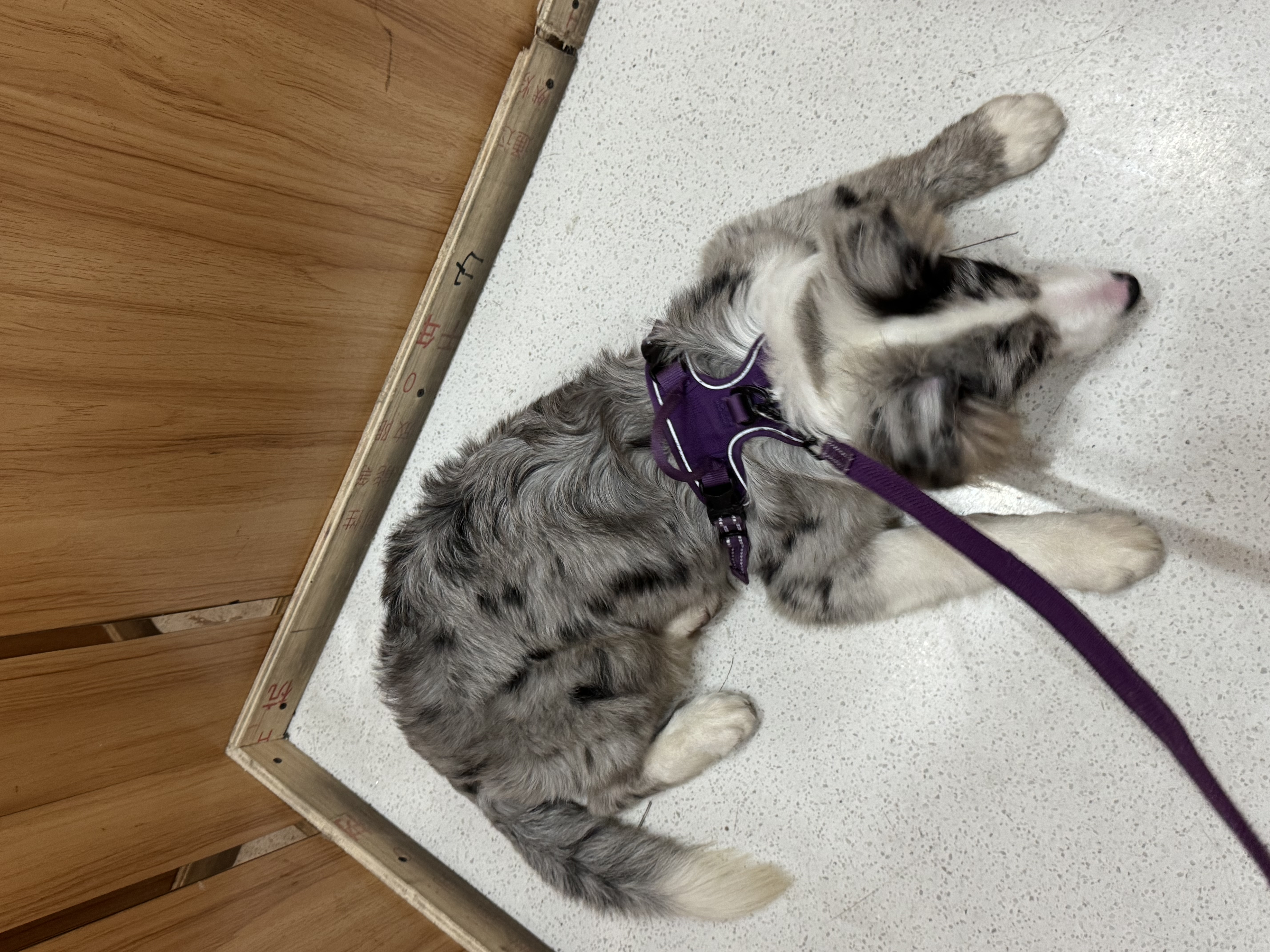 ZEAL【试吃尝鲜】狗狗罐头170g羊肉帝王鲑成犬幼犬通用湿粮新西兰进口 实拍图
