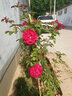 欧芽蔷薇花苗藤本月季花树特大庭院爬藤植物阳台花卉爬墙玫瑰耐寒盆栽 蒂娜(大花) 1.3-1.5米高度 实拍图