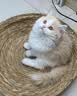 亿迪 猫粮幼猫成猫无谷低敏全价蓝猫布偶国产全阶段4斤1-4月4斤 实拍图
