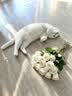 欢宠网猫薄荷球猫玩具猫咪磨牙棒逗猫自嗨解闷神器磨牙猫猫小猫幼猫宠物 实拍图