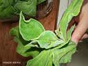 【水果菜】冰草 250g 实拍图