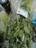 【火锅季】带根香菜100g 实拍图