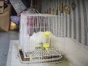 威毕兔笼兔子笼子家用室内专用大号荷兰猪豚鼠自动清粪小兔笼养兔宠物兔窝 白色中号-6件套 晒单实拍图