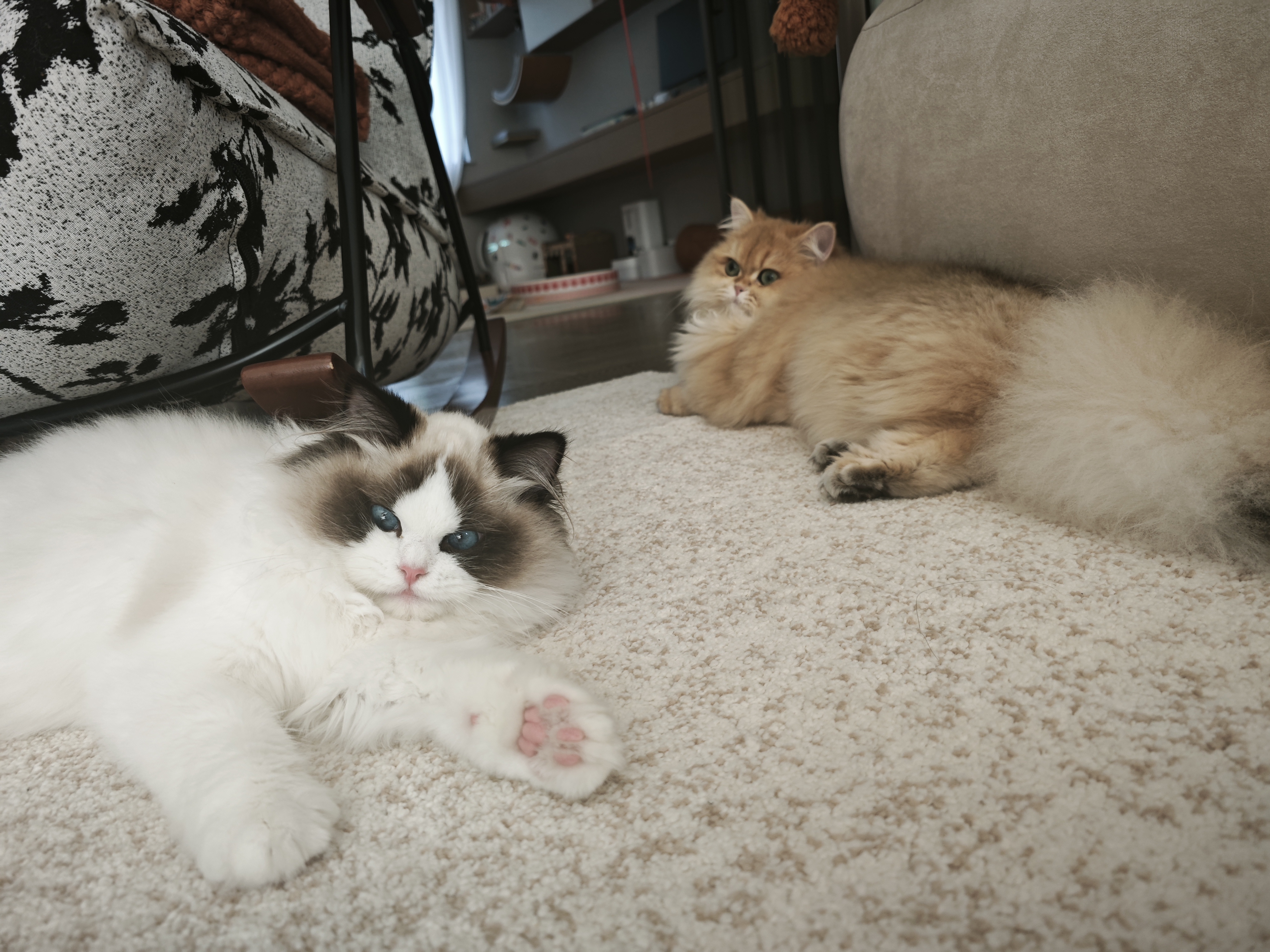 法米娜（Farmina）进口猫粮鲱鱼甜橙南瓜成猫粮1.5kg  实拍图