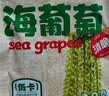云山半盐渍海葡萄100g*3即食儿童凉拌菜鱼子酱火锅商家用赠6种蘸料海藻 实拍图