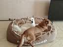 皇家狗粮 成犬狗粮 犬粮 宠物小型犬 PR27 全价犬粮≥10月2KG 实拍图