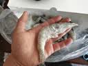 北海湾 虾 青岛海鲜大虾国产鲜活冷冻基围虾虾类水产生鲜白虾青虾海对虾 气冻大虾 3斤(净重)  16-18cm【单只冻 特大虾】 实拍图