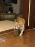 皇家猫粮 幼猫猫粮 幼猫奶糕 K36 通用粮 4-12月 2KG【宠物金选】 实拍图