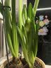 海蒂的花园旗舰店南非朱顶红进口重瓣种球室内阳台球根花卉植物保证对版种球 阿弗雷送礼套餐【26年新球】 12+ 实拍图