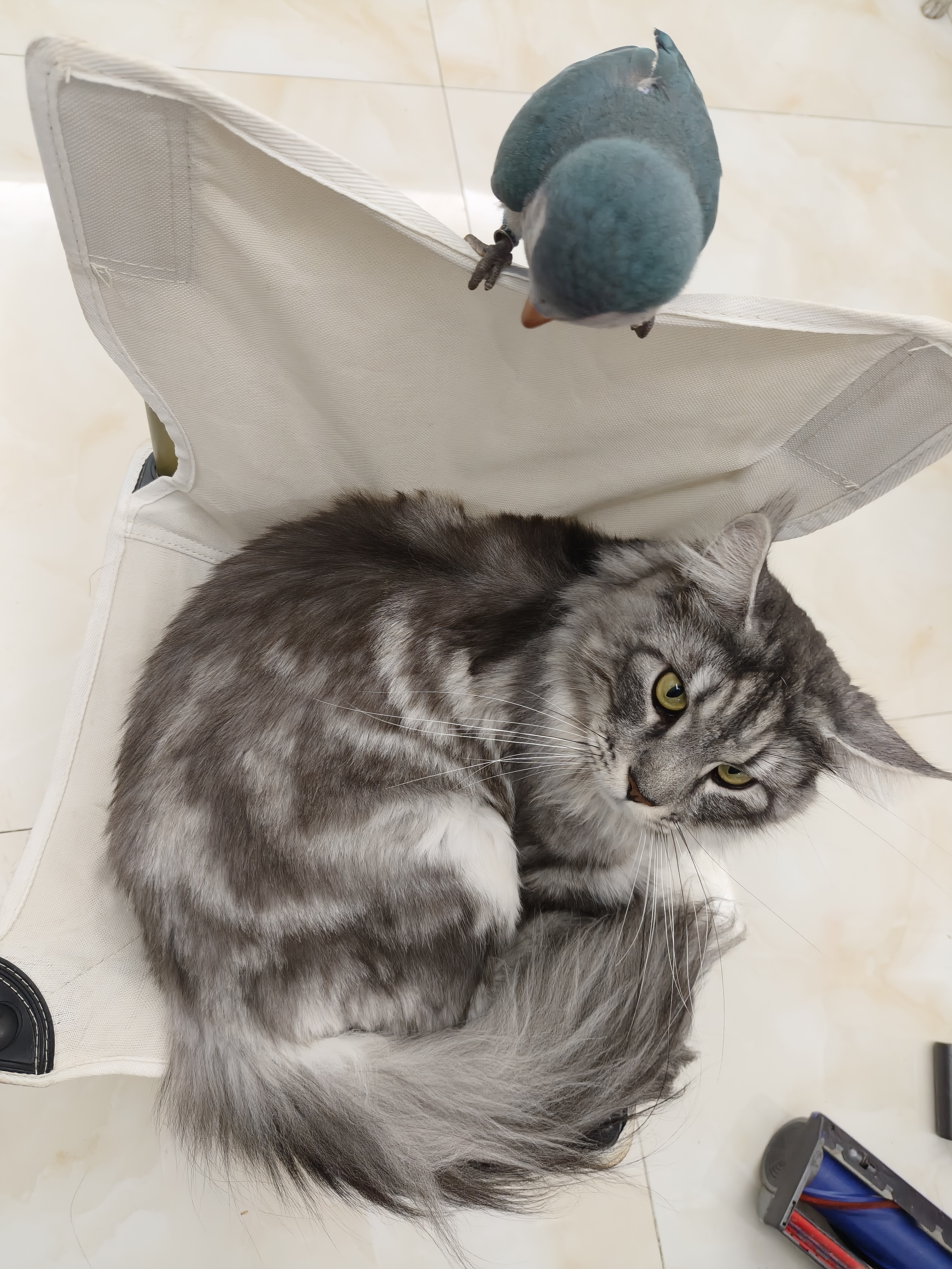 愛肯拿（ACANA）【多猫家庭】猫粮 牧场盛宴成猫幼猫粮 进口鸡肉粮7.2kg 效期27/8 实拍图