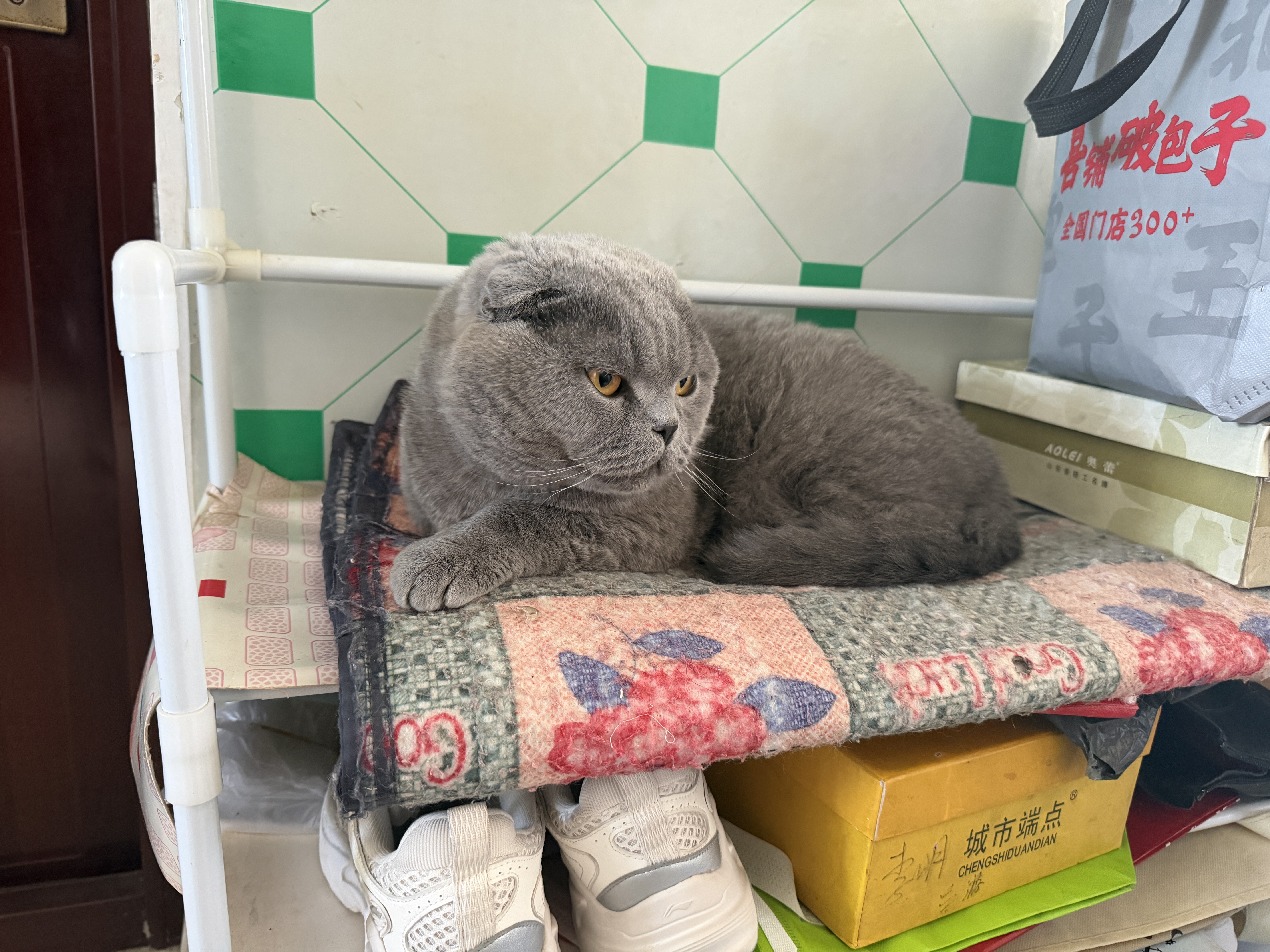 比亿奇猫砂膨润土猫砂20斤京东自营送货上门强效除臭猫咪猫砂除臭香味 实拍图