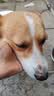 凯锐思中大型犬粮1-7岁成年犬全价粮金毛边牧宠物狗粮囤货装10kg 实拍图