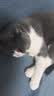 亿迪 冻干猫粮幼猫成猫10斤全价布偶蓝猫英短成年全阶段 实拍图