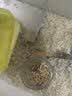 共度（Gong Du）宠物磨牙石小仓鼠金丝熊荷兰猪松鼠龙猫兔子都可用磨牙用品玩具 天然苹果树枝（500g/袋） 实拍图