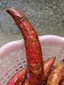 现挖沙地蜜薯红薯新鲜农家糖心番薯烤地瓜软糯批发黄心包邮 河南沙地蜜薯4斤中大果 实拍图