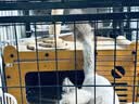 疯狂的主人猫抓板耐磨不掉屑剑麻猫窝猫房子替换芯瓦楞纸猫屋立式贴墙猫玩具 实拍图