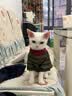 皇家猫粮 幼猫猫粮 幼猫奶糕 K36 通用粮 4-12月 2KG 实拍图