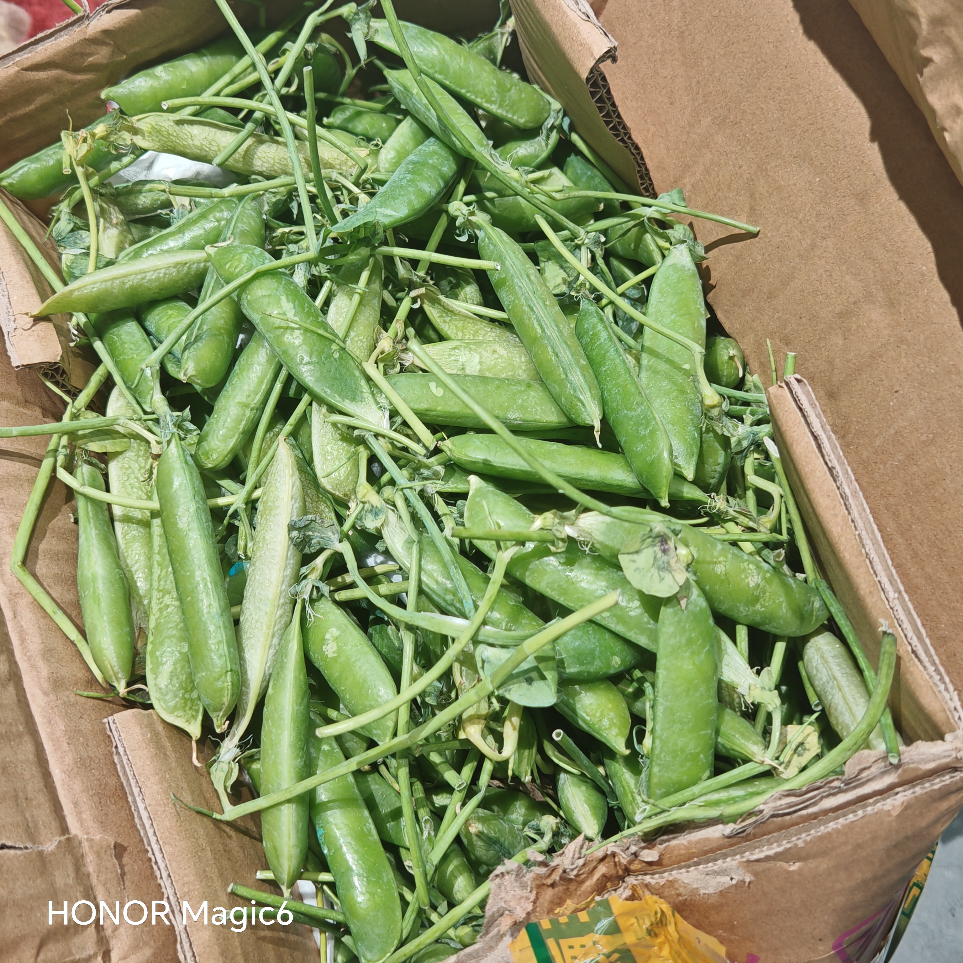 中鲜生 云南新鲜豌豆 甜豌豆新鲜蔬菜现摘豆角 净重4.5斤【好划算】鲜嫩饱满 实拍图
