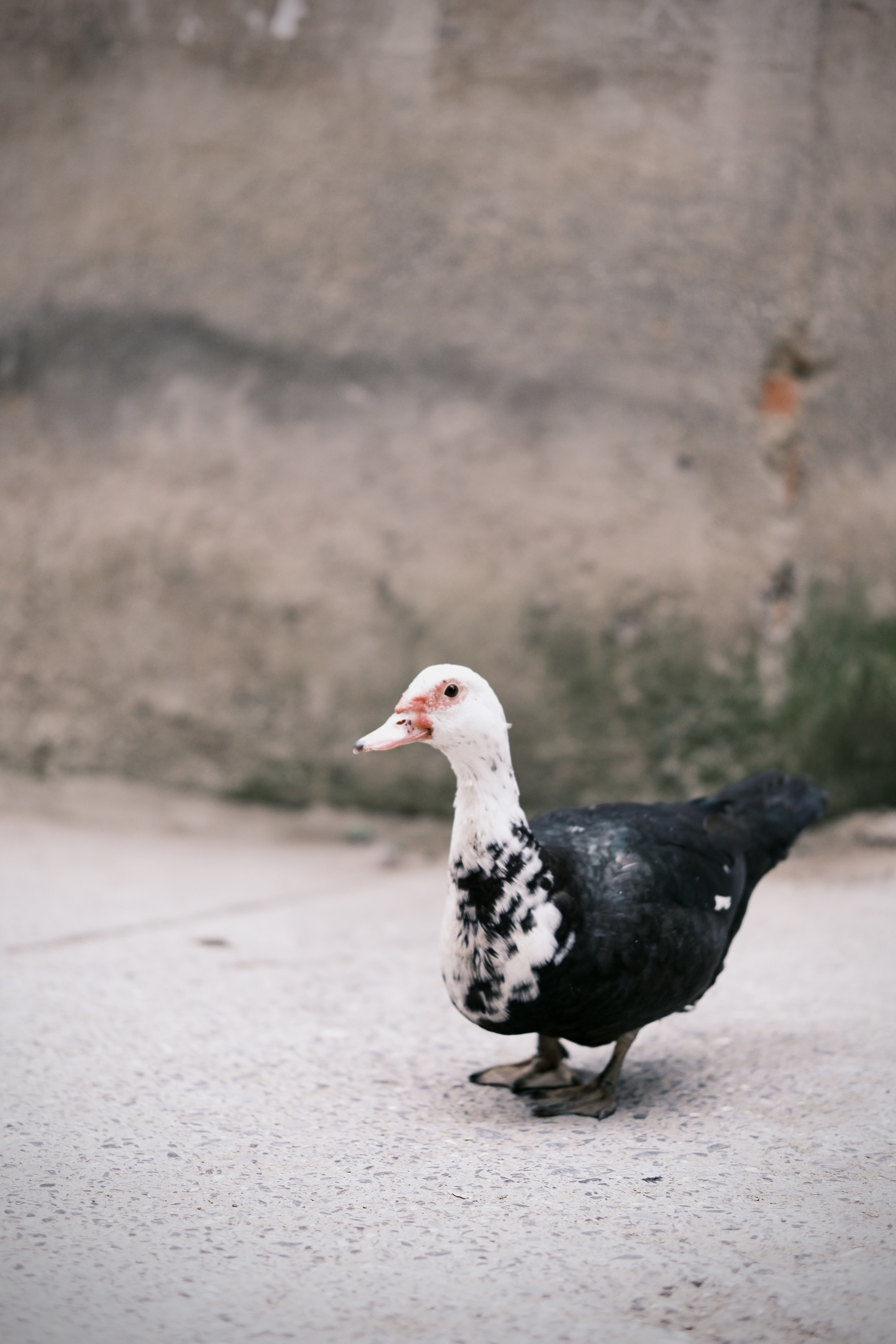 适马（SIGMA）56mm F1.4 DC DN｜Contemporary 半画幅 大光圈定焦镜头 人像特写直播（富士X卡口镜头） 实拍图