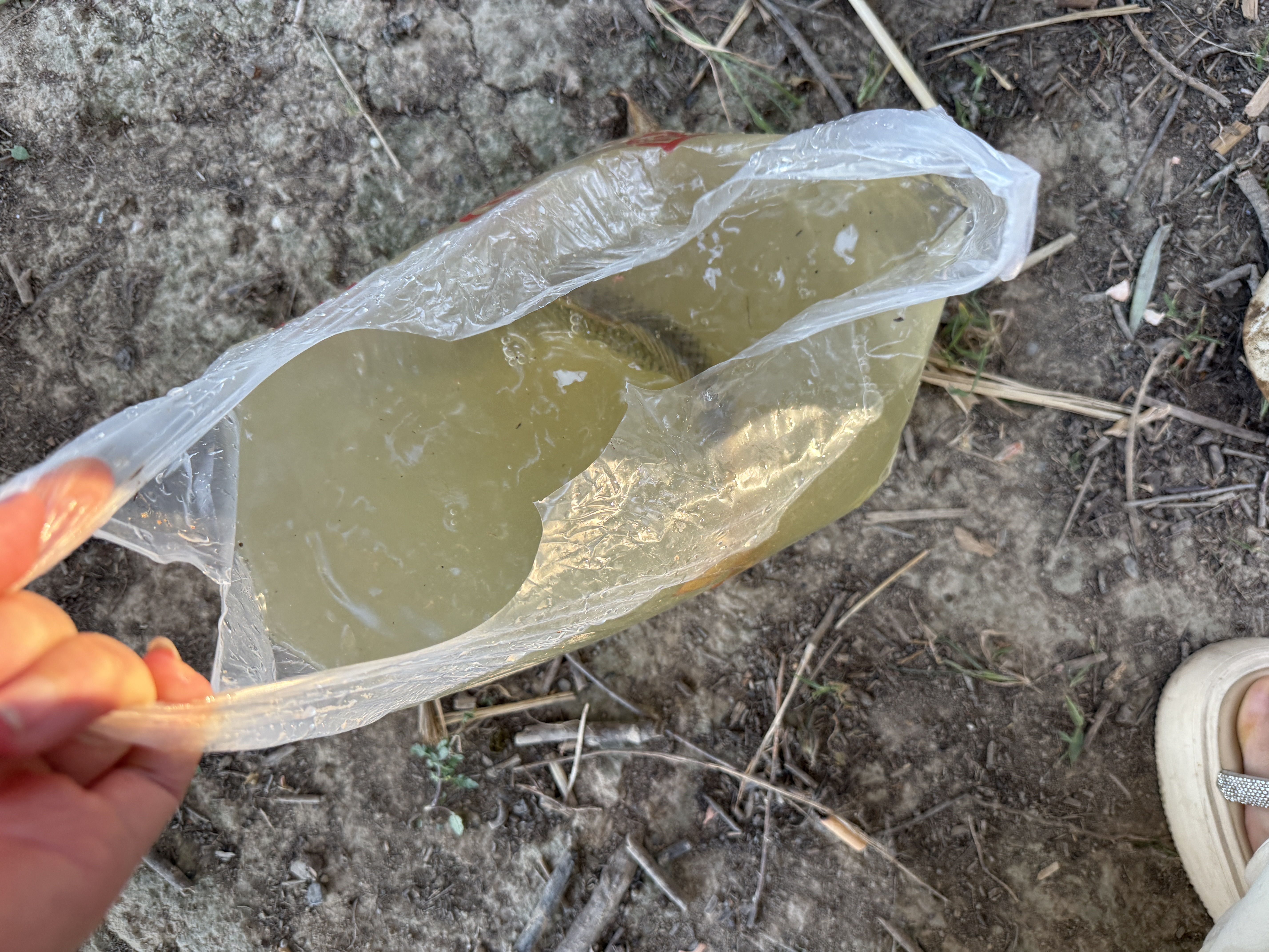 神鲨湖库王4.5米鱼竿超轻超硬碳素钓鱼竿手竿台钓竿鲤鱼杆鲫鱼竿渔具 实拍图