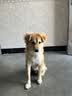 皇家狗粮 成犬狗粮 犬粮 宠物 中型犬 M25 全价犬粮 ≥12月 4KG 实拍图